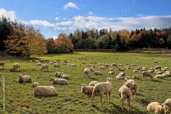 Fototapeta Schafe auf der Weide