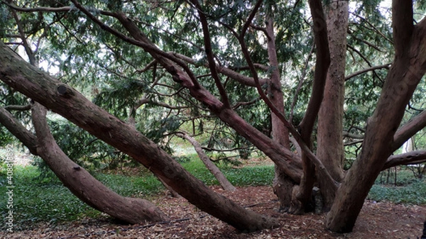 Fototapeta Crimean peninsula, southern coast, the city of Yalta. In one of the oldest in the world, Nikitsky Botanical Garden, founded in 1810.