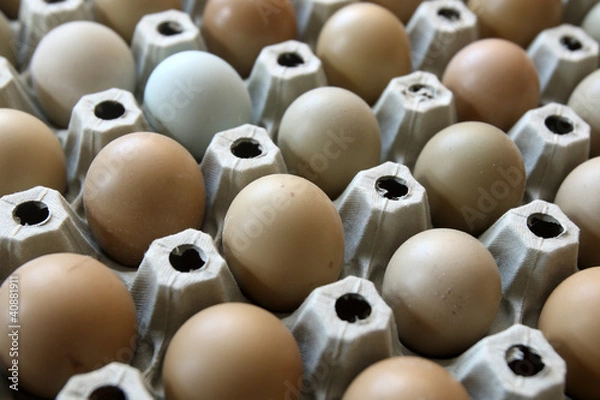 Fototapeta pheasant eggs