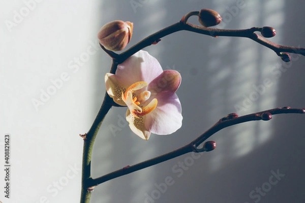 Obraz Ortensia en flor