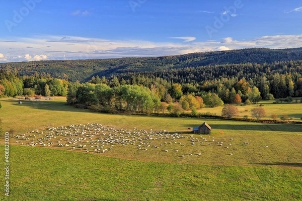 Fototapeta Schafweide