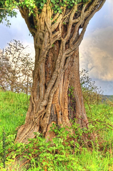 Fototapeta Umschlungen