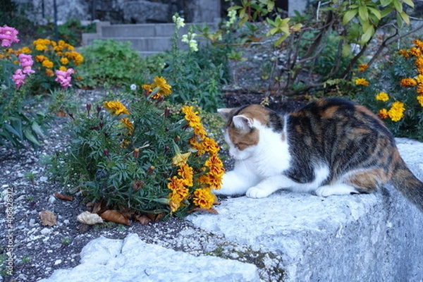 Obraz 猫とネズミ