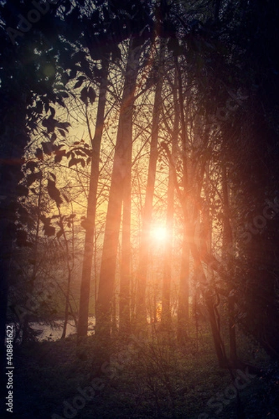 Obraz sunrise through the forest
