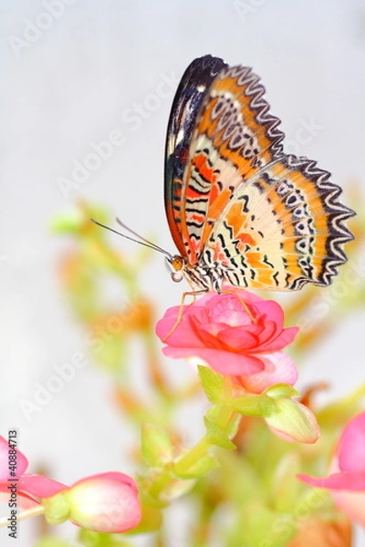 Obraz Butterfly