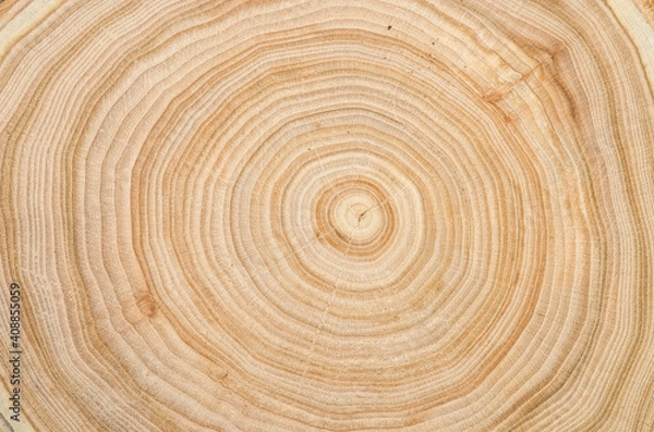 Fototapeta The texture of a wooden saw cut of a tree with silt with a pronounced pattern of annual rings