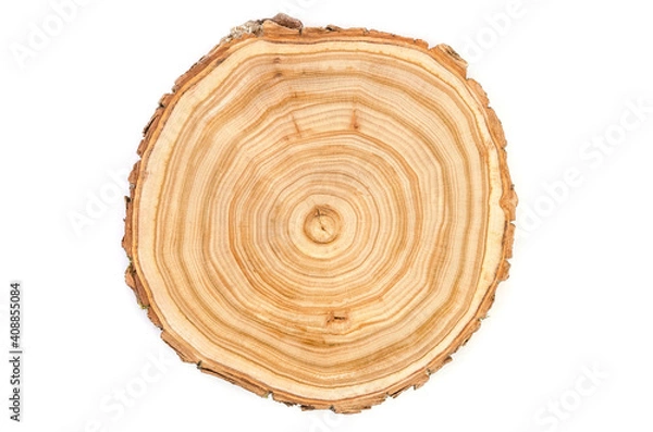 Fototapeta Wooden saw cut of a tree silt with a pronounced pattern of annual rings on a white background