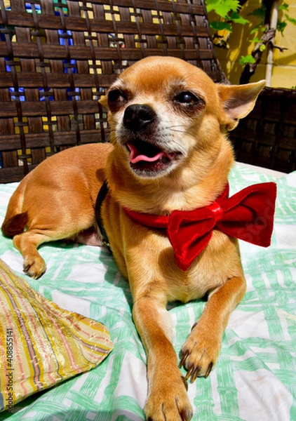 Obraz dog chihuahua on the sofa