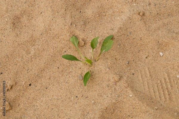 Obraz Weed Growing in Sand