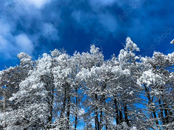 Obraz winter forest against a blue sky