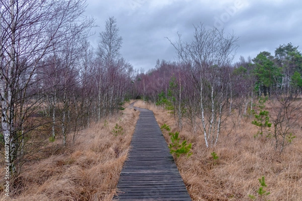 Fototapeta Pietmoor in der Lüneburger Heide Moor 