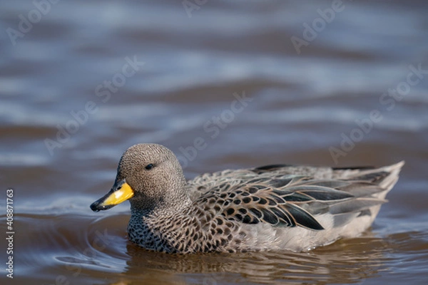 Fototapeta The yellow-billed teal (Anas flavirostris)