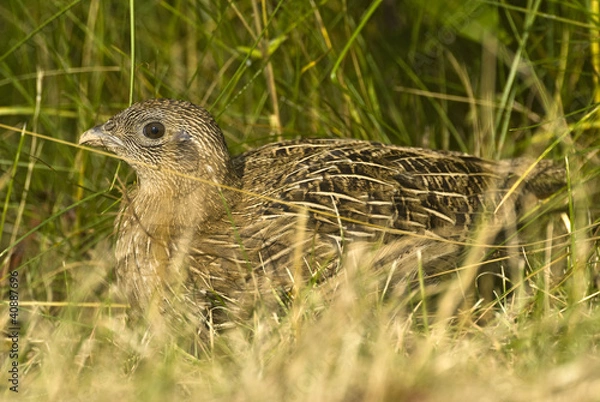 Obraz junges Rebhuhn 3