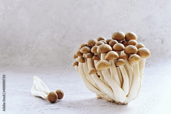 Fototapeta Sauteed beech mushrooms on the light background