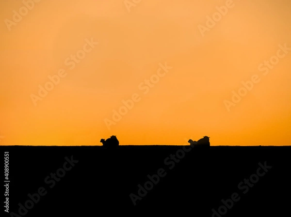 Obraz Schafe sitzen am Deich