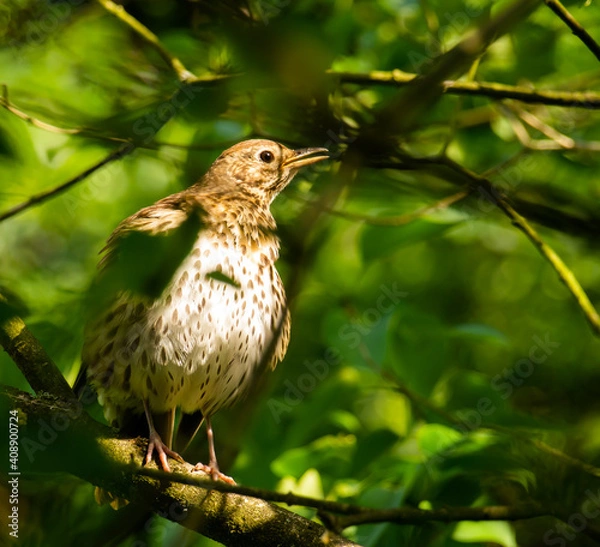 Obraz Amsel im Baum