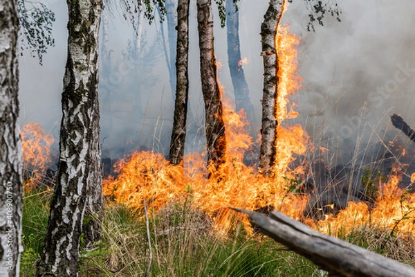 Obraz Waldbrand in Brandenburg