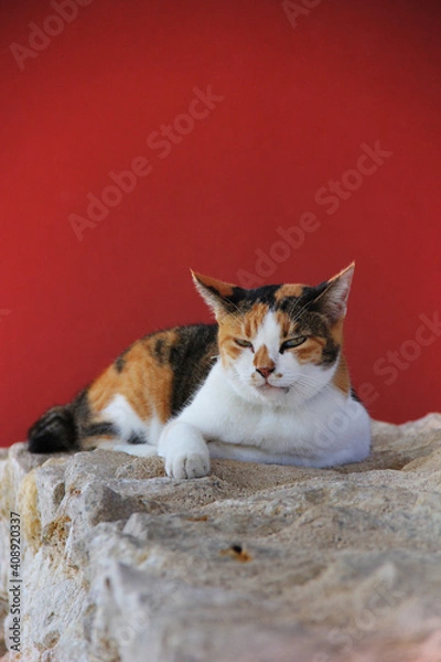 Obraz cat on the floor