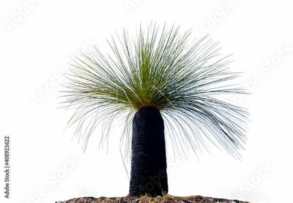 Obraz Beautiful black boy Australian native bushland landscape (Xanthorrhoea australis) or grass tree at the Outback of Western Australia in Kalbarri National isolated white background 