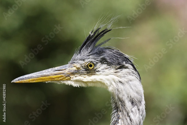 Fototapeta Fischreiher