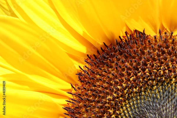 Obraz close up sunflower