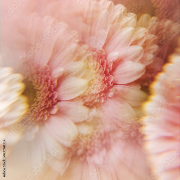 Fototapeta Creative abstract natural background.Pastel pink gerbera daisy photographed through a prism for a Surreal Prisming Shot Of. Spring flowers shot with kaleidoscope effect. Floral layout, wallpaper.