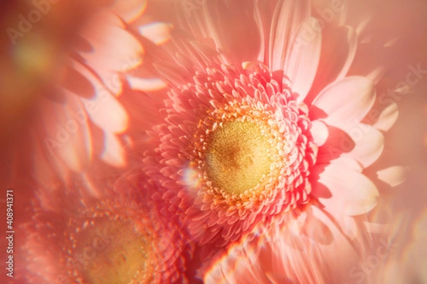 Fototapeta Creative abstract natural background.Pastel pink gerbera daisy photographed through a prism for a Surreal Prisming Shot Of. Spring flowers shot with kaleidoscope effect. Floral layout, wallpaper.