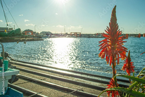 Obraz bridge over the river