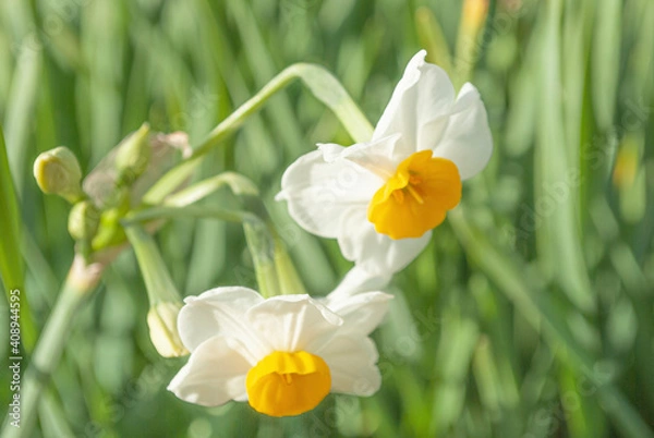 Obraz yellow daffodil flowers