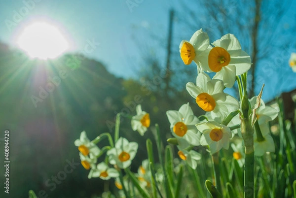 Obraz spring meadow with flowers