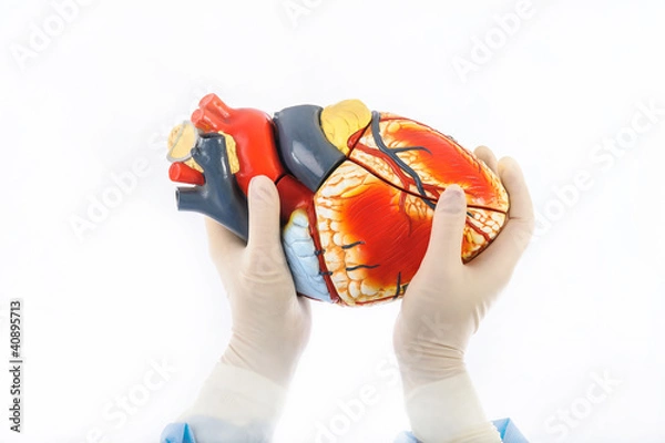 Obraz model of human heart