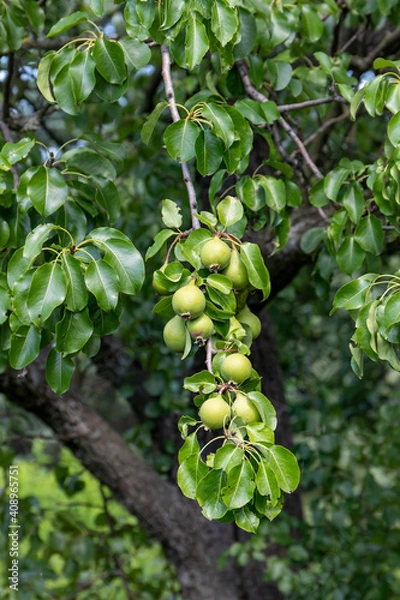 Obraz Branches with green fruits of wild pear, abundant fruiting. Pear (Pyrus) is a genus of fruit and ornamental trees and shrubs of the Rosaceae family