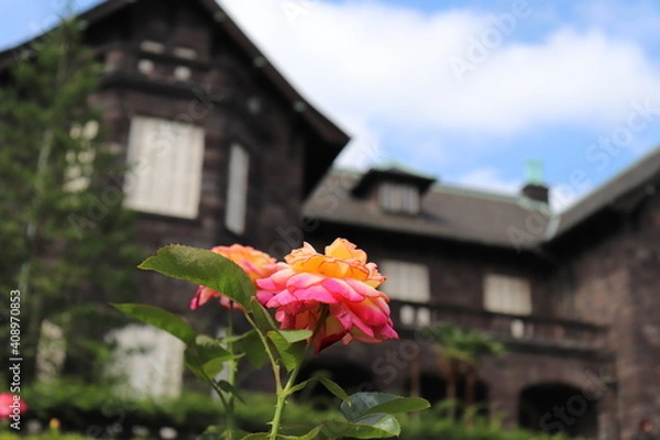 Fototapeta 旧古河庭園のバラ園