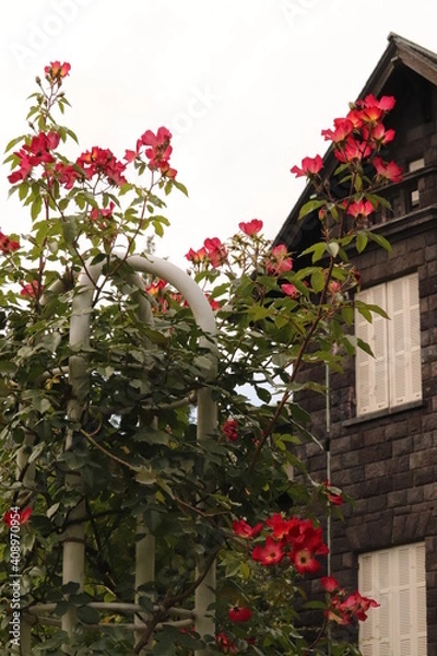 Obraz 薔薇と洋館