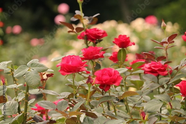 Fototapeta 赤い薔薇