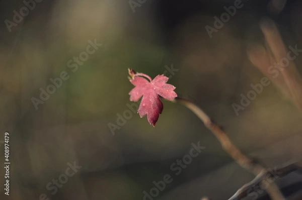 Obraz flower of a maple