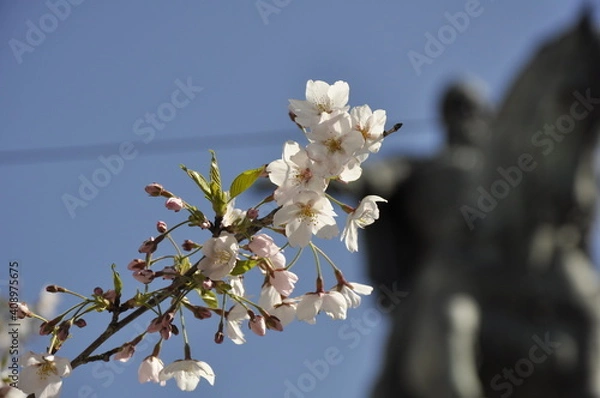 Fototapeta tree blossom