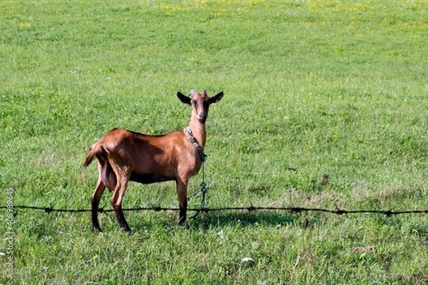 Obraz Domestic goat