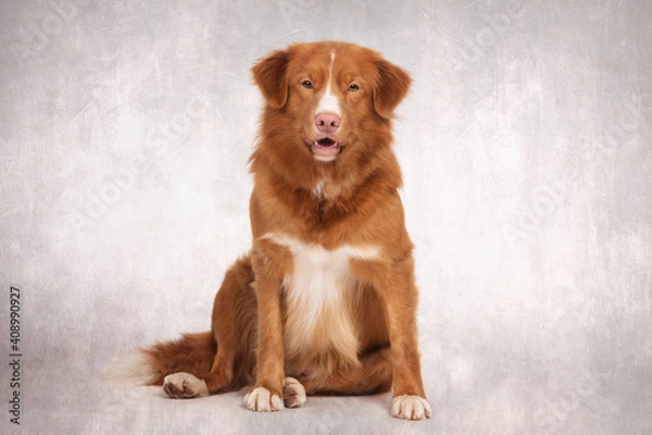 Obraz Nova Scotia Duck Tolling Retriever