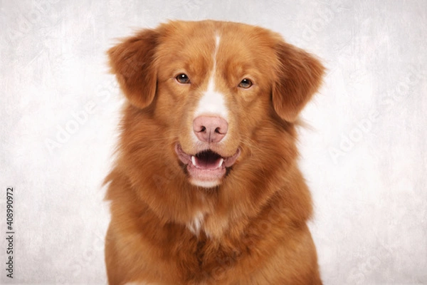 Obraz Nova Scotia Duck Tolling Retriever