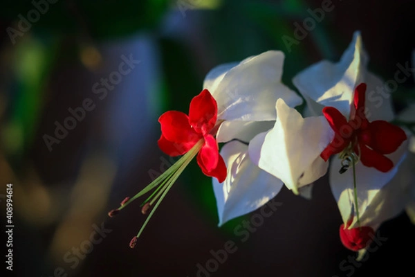 Fototapeta Clerodendrum; Ajugoideae; Lamiaceae; Clerodendrum thomsoniae. Clerodendrum. Flowers on a blurry background. Macro photography. Close-up.