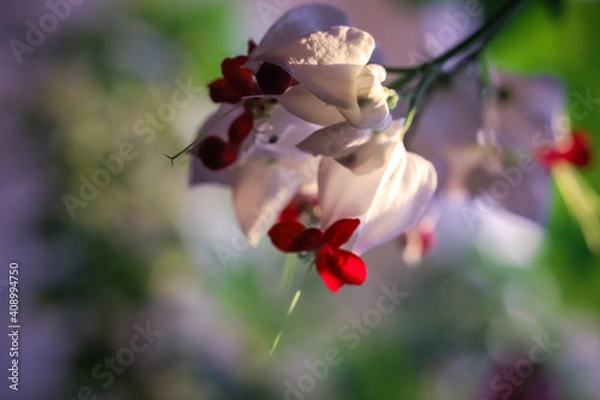 Fototapeta Clerodendrum; Ajugoideae; Lamiaceae; Clerodendrum thomsoniae. Clerodendrum. Flowers on a blurry background. Macro photography. Close-up.