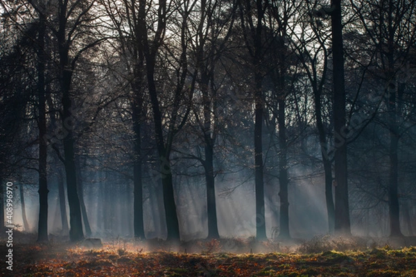 Fototapeta Misty morning in the forest with sunlight coming through during winter on the Veluwe in the Netherlands