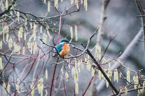 Obraz Eisvogel am Ufer