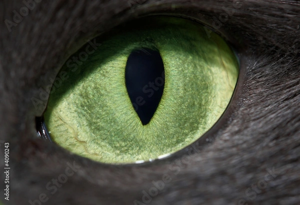 Fototapeta cat eye