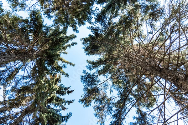 Fototapeta Upward view to crowns of trees and blue sky