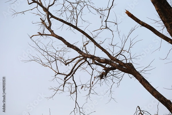 Fototapeta branches against sky
