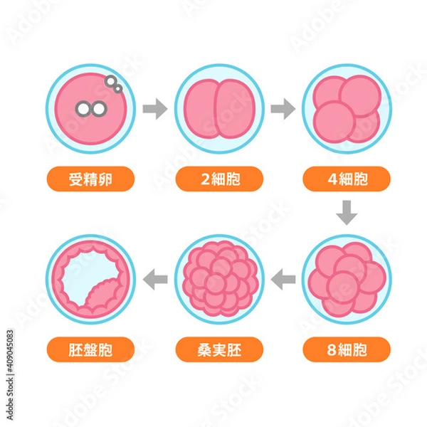 Obraz 受精卵〜胚盤胞の成長過程のイラスト