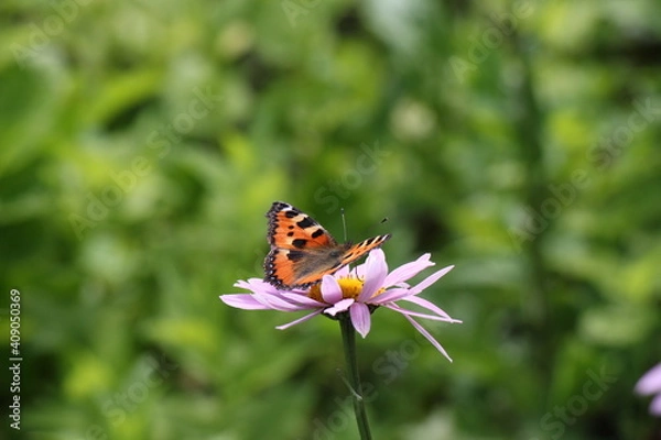 Obraz butterfly on a flower