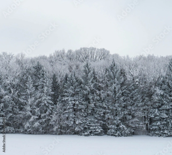 Obraz snow covered trees